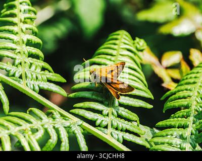 Una bellissima farfalla arancione si appoggia pacificamente su foglie di felce verde vibrante, catturando l'essenza della tranquillità della natura e il delicato ecosistema in un Foto Stock