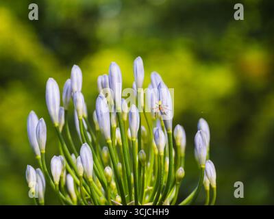 Primo piano di Agapanthus africanus gemme con un piccolo ragno che tesseva delicatamente la sua ragnatela. Comunemente conosciuta come il giglio africano, questa pianta è ammirata per la sua Foto Stock