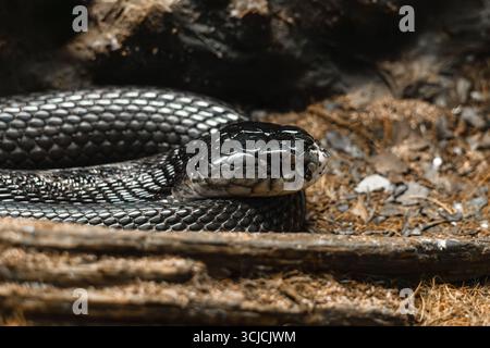 Un serpente nero si avvolge nel suo habitat naturale, mostrando le sue scaglie lucide e i motivi intricati. Il primo piano dettagliato mette in risalto la bellezza di un Foto Stock