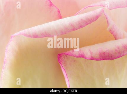 Macrofotografia che mostra i delicati petali rosa e crema di una rosa in miniatura in primavera. Un sottile effetto bagliore migliora le complesse texture e il sof Foto Stock
