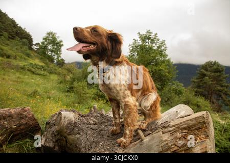 Un gioioso spaniel della Bretagna con la sua lingua spicca su un tronco, che pete felicemente mentre è circondato da un lussureggiante paesaggio verde. La scena cattura il cane" Foto Stock