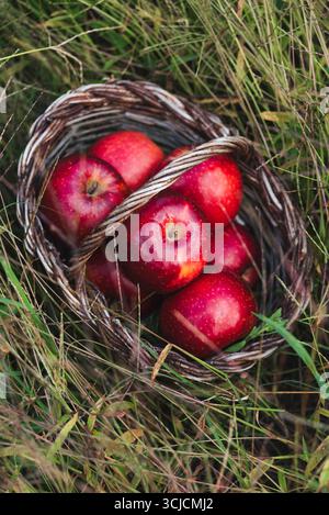 Le mele rosse fresche sono annidate in un cesto rustico di vimini, catturato tra uno sfondo di erba lussureggiante. Le mele vibranti contrastano splendidamente con la nat Foto Stock