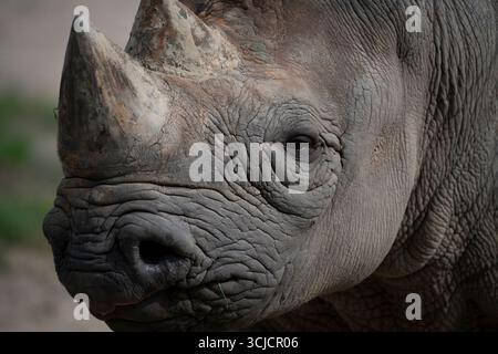 Il rinoceronte nero orientale (Diceros bicornis michaeli), noto anche come rinoceronte nero dell'Africa orientale. È una sottospecie del rinoceronte nero Foto Stock