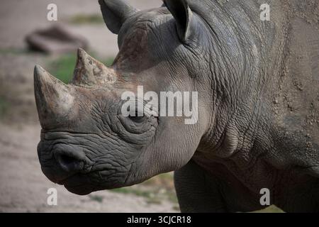 Il rinoceronte nero orientale (Diceros bicornis michaeli), noto anche come rinoceronte nero dell'Africa orientale. È una sottospecie del rinoceronte nero Foto Stock