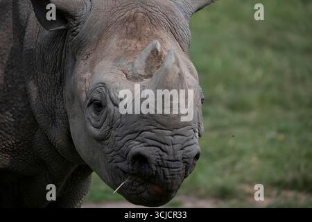 Il rinoceronte nero orientale (Diceros bicornis michaeli), noto anche come rinoceronte nero dell'Africa orientale. È una sottospecie del rinoceronte nero Foto Stock
