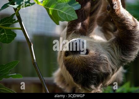 Il Linneo's Two-Toed Sloth (Choloepus didactylus), noto anche come Southern Two-Toed Sloth, Unau, o Linne's Two-Toed Sloth. Foto Stock