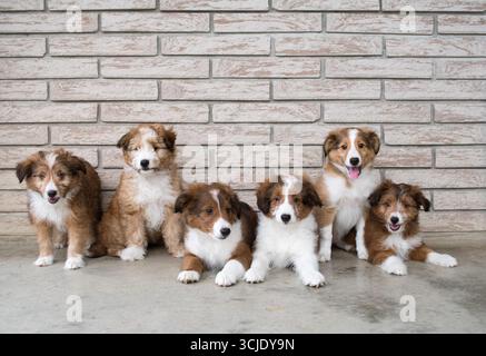 Una cucciolata di simpatici cuccioli di spaghetti Shetland Sheepdog. Gruppo di sei cuccioli Brown e White seduti contro un muro di mattoni Foto Stock