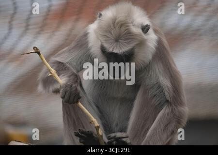 Il langur grigio delle pianure settentrionali (Semnopithecus entellus), noto anche come il langur sacro, il langur sacro del Bengala e il langur di Hanuman. Foto Stock