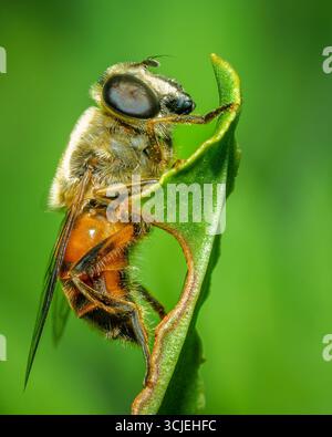 primo piano di un insetto in piedi su una foglia verde Foto Stock