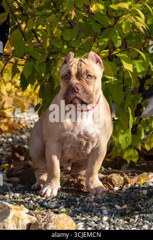 Ritratto di un cucciolo bullo americano su uno sfondo di verde fogliame di alberi. Cammina un cane piccolo. Un cane al guinzaglio sta camminando per strada. Foto Stock