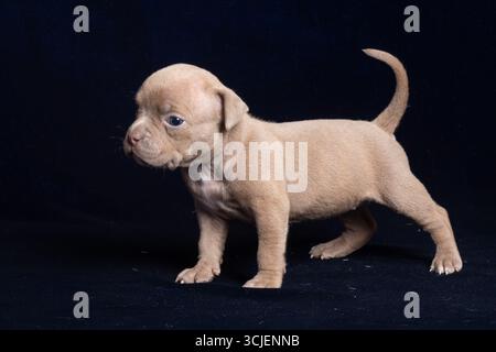 Adorabile cucciolo marrone chiaro con occhi blu su sfondo nero primo piano. concetto di innocenza, curiosità e fascino domestico. Foto Stock