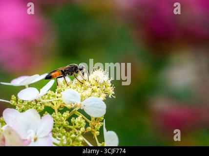 Macro di una vespa da scavatore dorata su un fiore di ortensia Foto Stock