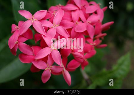 Un vivace primo piano di un cespuglio con fiori rosa di Ixora, noti anche come fiori ad ago, in piena fioritura circondati da fresche foglie verdi. Foto Stock