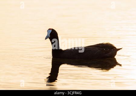 Coot (Fulica cristata) con brillante retroilluminazione del tramonto sul lago nel Parco naturale di El Hondo, Spagna. Foto Stock