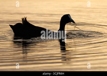 Culla con erba nel becco e tramonto retroilluminato sul lago nel Parco naturale di El Hondo, Spagna. Foto Stock