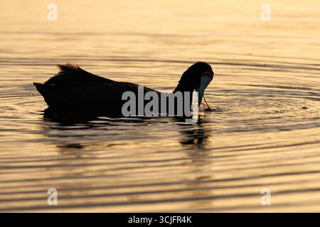 Splendida posa con la silhouette di una culla corna retroilluminata con riflessi dorati del tramonto nell'acqua del Parco naturale di El Hondo Foto Stock