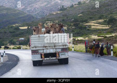 Mekele, Etiopia - 2018 novembre: Camion pieno di cammelli da trasportare e persone che trasportano legno nella campagna etiope Foto Stock