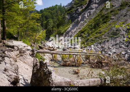 Un albero caduto attraversa un fiume poco profondo in una valle di montagna. L'albero probabilmente cadde a causa dell'erosione o di una tempesta, creando ora un ponte naturale nel panorama Foto Stock