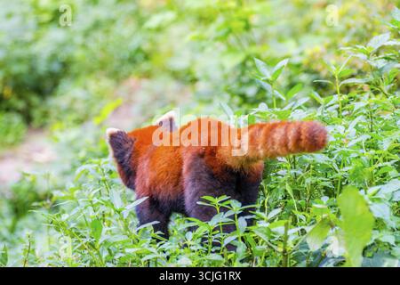 Panda rosso (Ailurus fulgens) o panda minore a piedi in erba, immagine da dietro Foto Stock
