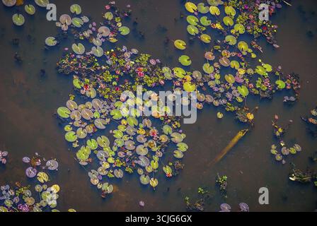 Thaile noi centro, giglio di acqua dal di sopra, Thailandia Foto Stock