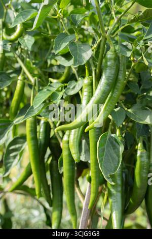 Pianta di peperoncino con molti peperoncini piccanti verdi caldi lunghi e sottili appesi ai suoi rami, circondati da foglie verdi al sole Foto Stock