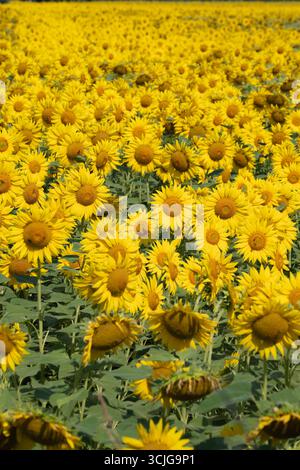 Bellissimo campo di girasoli gialli in estate Foto Stock