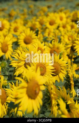 Campo giallo di bellissimi girasoli in estate Foto Stock