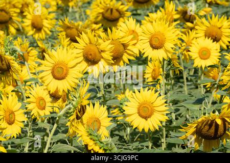 primo piano di un campo di girasoli gialli in estate Foto Stock