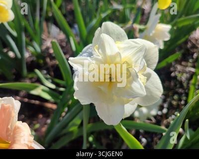 Splendida varietà di fiori di narciso Amira close-up. Fiore di narcisi in fiore con petali bianchi in infiorescenza con foglie verdi che crescono a terra nella soleggiata giornata primaverile. Agricoltura agricola Foto Stock