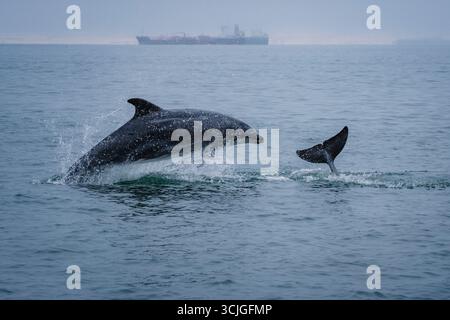 Delfini che giocano e saltano fuori dall'acqua Foto Stock