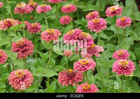 Rosa, giallo e verde lime Zinnia elegans o zinnia comune «Queen Lime Red» in fiore. Foto Stock