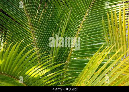 Schermo intero, lussureggianti foglie di palma verde Foto Stock