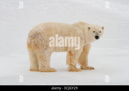 Orso polare isolato in piedi sulla neve, girando e guardando la telecamera Foto Stock
