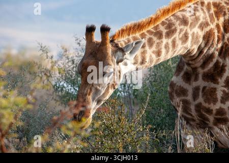 Giraffa nel cespuglio africano, mangiando con il collo allungato Foto Stock