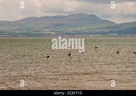 Uno stormo di uccelli che volano sopra un corpo d'acqua. Gli uccelli stanno volando in fila, e CE ne sono almeno sei. La scena è tranquilla e serena, wi Foto Stock