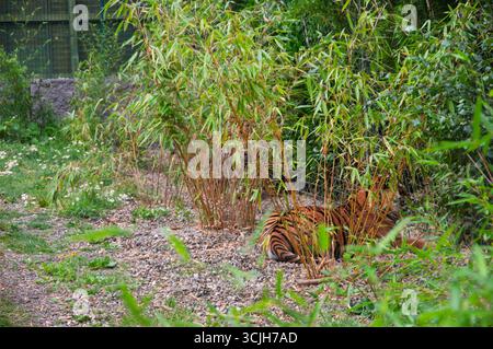 Una tigre sta sdraiando nell'erba accanto a un cespuglio. La tigre si sta sdraiando sulla schiena ed è rilassato Foto Stock