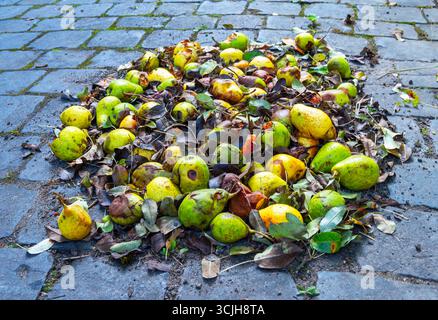 Pere marcire e foglie marroni bagnate Foto Stock