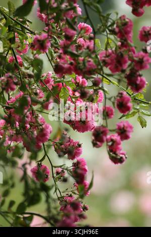 Rose rosa in abbondanza in piena fioritura. Foto Stock