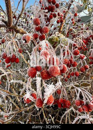Rosa fianchi in inverno con ghiaccio sopra di loro e ghiaccioli. Foto Stock
