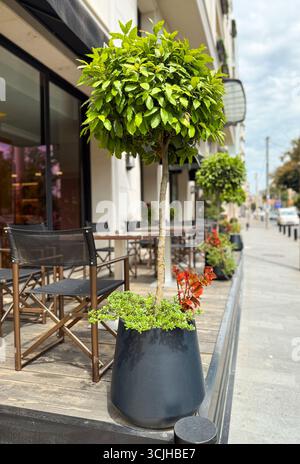 Albero in vaso con fogliame collocato sulla terrazza accanto a tavoli e sedie. Ospitalità urbana, stile di vita e decorazione verde che esaltano l'esterno Foto Stock