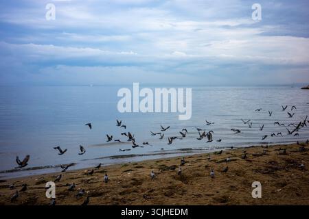 Uno stormo di gabbiani che volano sopra il mare calmo con molti uccelli che riposano sulla spiaggia sabbiosa. Foto Stock