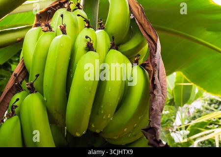 Un primo piano di un mazzo fresco di banane verdi non mature con gocce d'acqua che crescono su una palma in un giardino tropicale. Foto Stock