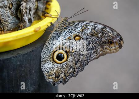 Una vivace collezione di farfalle tra cui morfo blu, vetro, farfalla del gufo e specie Monarch viste in varie pose su fiori, foglie e Foto Stock