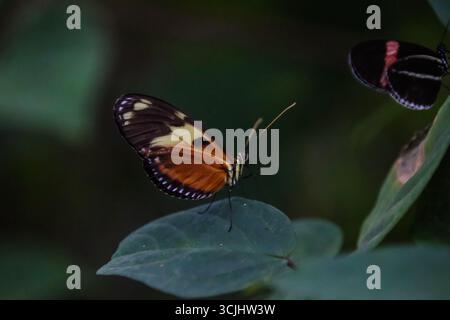 Una vivace collezione di farfalle tra cui morfo blu, vetro, farfalla del gufo e specie Monarch viste in varie pose su fiori, foglie e Foto Stock