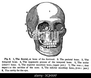 Anatomia, ossa di un cranio umano, illustrazione storica 1858 Foto Stock