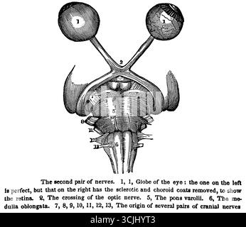 Anatomia degli organi della visione, gli occhi, illustrazione storica 1858 Foto Stock