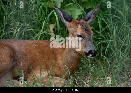 Il Roe Deer (Capreolus capreolus), noto anche come Roe, Western Roe Deer, o European Roe. Foto Stock