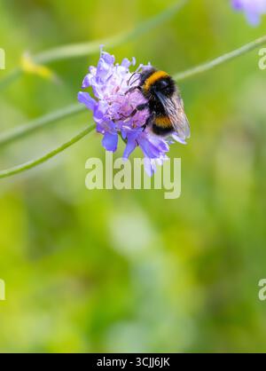 "bumblebee dalla coda bianca" "Bombus lucorum" che si nutre di nettare di fiore blu "Scabious", anche "Field scabious", che fiorisce nel prato estivo selvaggio. Irlanda Foto Stock