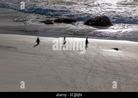 Tre pinguini africani su una spiaggia che cammina verso l'oceano a Boulders Beach, città del Capo. Foto Stock