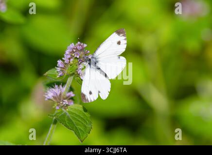 Farfalla "piccola bianca" "Pieris rapae" che si nutre di fiori selvatici con la sua proboscide. Insetto con ali bianche luminose e ali anteriori con punta scura. Irlanda Foto Stock